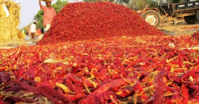 The Farmers Producers Organization 1 chili pepper 268925 640
