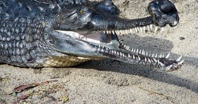 Gharials (Gavialis Gangeticus)