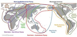The map of the world is showing the migratory birds flyways Image Source East