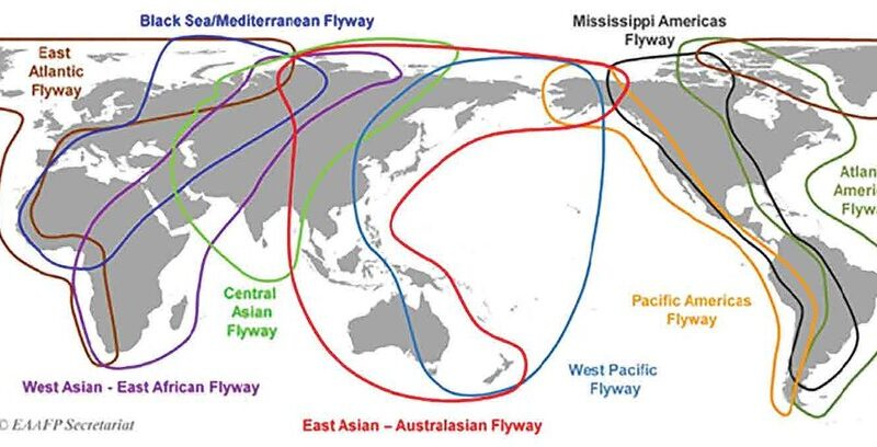The map of the world is showing the migratory birds flyways Image Source East